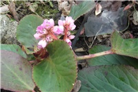 556c9860-Picture 015.jpg